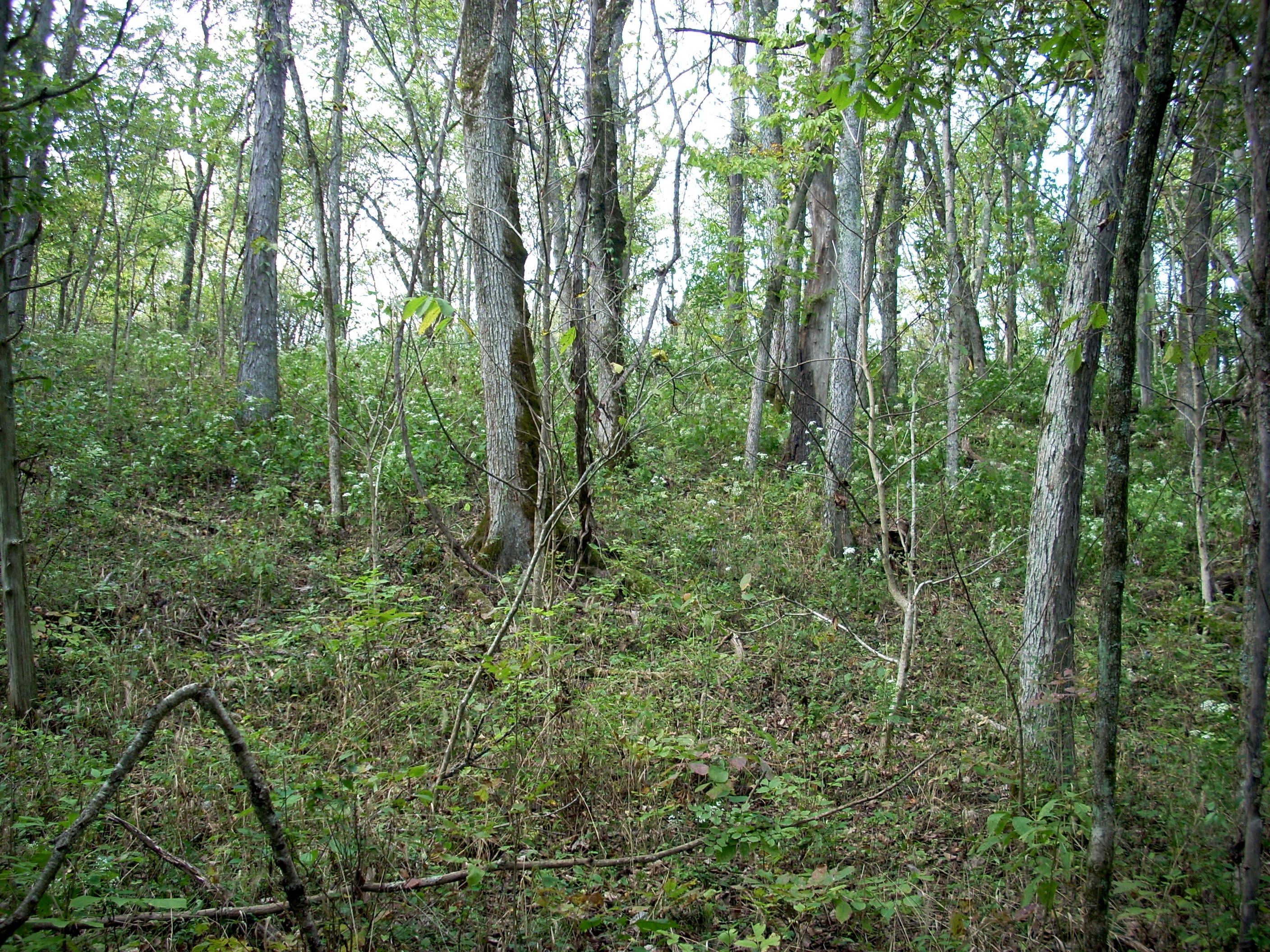 Raven Run Red Trail